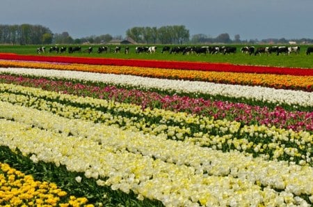 Tulip field with cows - field, tulip, spring, cow