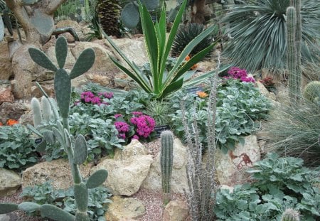 Kalanchoe day photography 24 - cactus, purple, kalanchoe, photography, green, flowers, garden