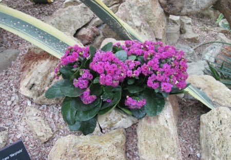 Kalanchoe day photography 25 - purple, kalanchoe, photography, green, flowers, garden