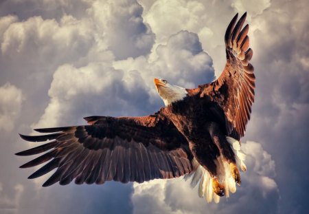 Majestic Eagle - raptor, sky, clouds, american, nature