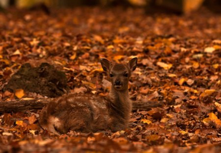 a litle fawn - fawn, fall, deer, autumn