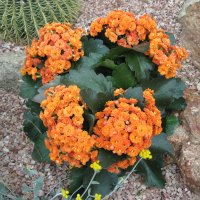 Kalanchoe day photography 31