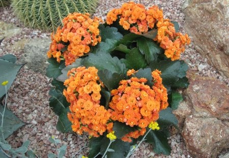 Kalanchoe day photography 31 - Kalanchoe, Flowers, garden, green, photography, orange