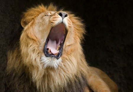 A proper roar - animal, lion, roar, wild life