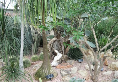 Cactus garden - trees, garden, green, photography, cactus, Fields