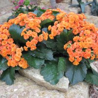 Kalanchoe day photography 32