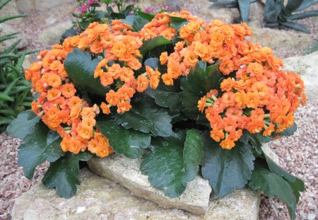 Kalanchoe day photography 32 - pink, photography, orange, green, flowers, stones, garden