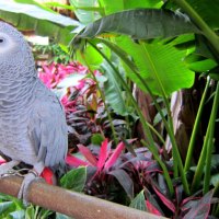 Grey parrot