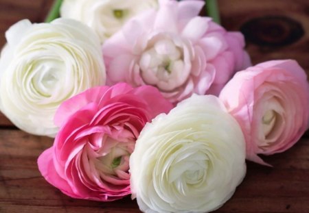 *Softness Beauty* - roses, beautiful, beauty, lovely, pink, white, for u, softness, pastel