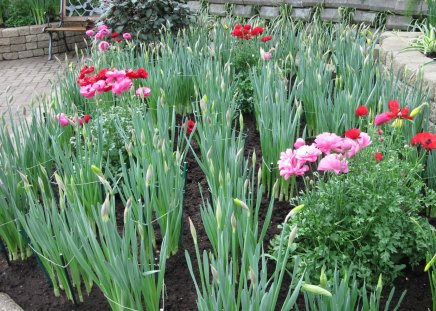 Flowers Symbolizing Friendship 26 - pink, red, photography, green, flowers, garden