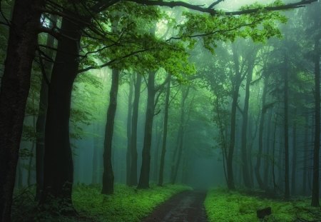 Secrecy of Transformation - trees, landscape, sunrire, forest path, mystical, foggy, path, mist, dawning