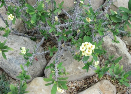 Flowers Symbolizing Friendship 50 - garden, rocks, flowers, photography, yellow, cactus, green