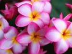 Plumeria