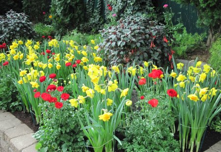 Flowers Symbolizing Strength 19 - yellow, red, photography, daffodils, green, flowers, garden