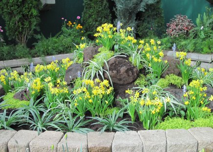 Flowers Symbolizing Strength 20 - yellow, photography, green, daffodils, flowers, garden