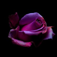 Purple rose