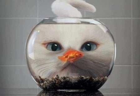 Cat & Fish - adorable, cat, animals, kitty, fish, funny, sweet, cute