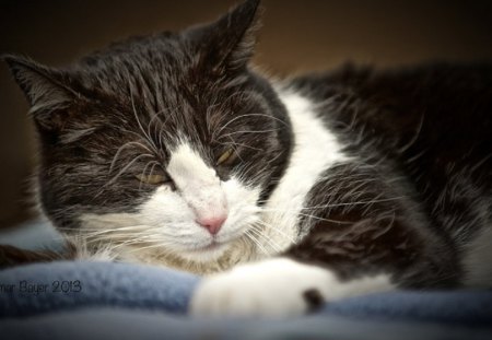 Cat - sleepy, cute, beautiful, cat, sleeping, kitty, cats, hat, cat face, paws, face, animals, pretty, beauty, sweet, kitten, lovely