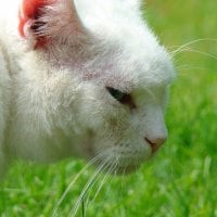 White cat