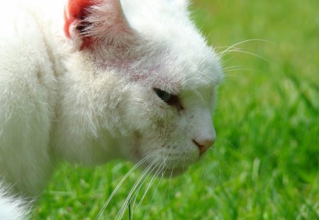 White cat - sleepy, cute, beautiful, cat, sleeping, kitty, cats, hat, cat face, paws, face, animals, pretty, beauty, sweet, kitten, lovely