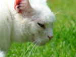 White cat