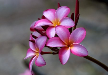 Plumeria - flowers, pink plumeria, nature, plumeria, flower, pink