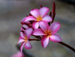 Plumeria