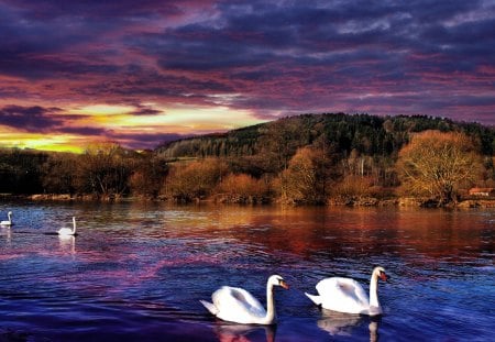 beautiful swans in a colorful lake - lake, forests, clouds, swans, sunset, colors