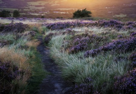 trail down a hill through grass and wild lavender - hill, trail, flowers, sunset, grass