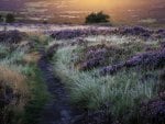 trail down a hill through grass and wild lavender