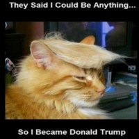 Trump cat