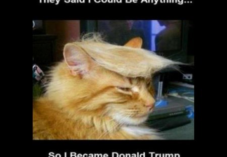 Trump cat - funny, cat, hair, trump