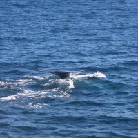 Whales Tail (Pacific Ocean)