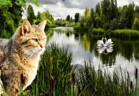 cat,spring - river, spring, nature, cat