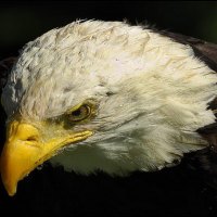 Eagle in the rain