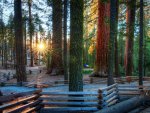 path in a beautiful forest at sunset hdr