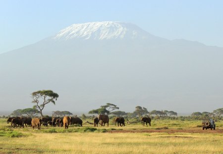 elephants - fun, elephants, field, animals