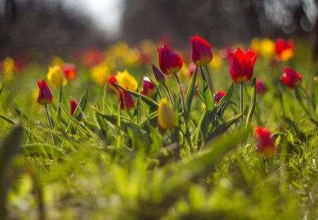 *** Tulips *** - flowers, nature, tulips, colorful