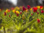 *** Tulips ***