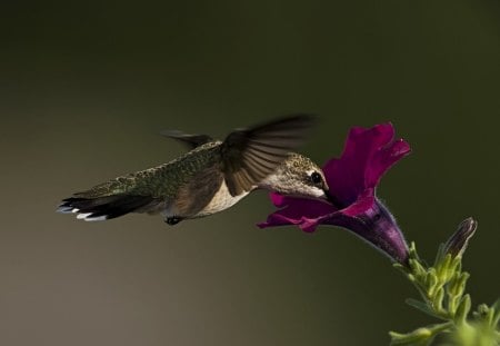 Hummingbird Feeding