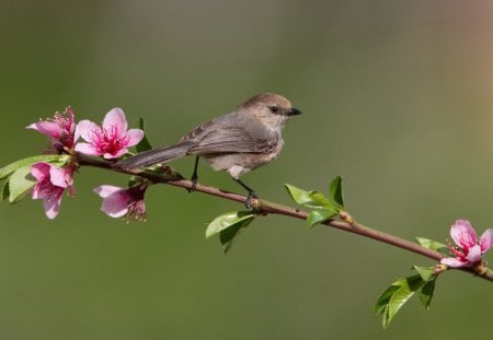 Resting Bird - pretty, birds, resting, beautiful, flowers, nature, wings, cute, wild