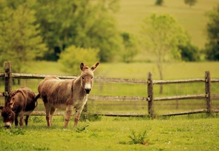 Donkeys - grass, animal, fence, donkey