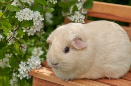 Cute rodent - flower, animal, cute, rodent, nature