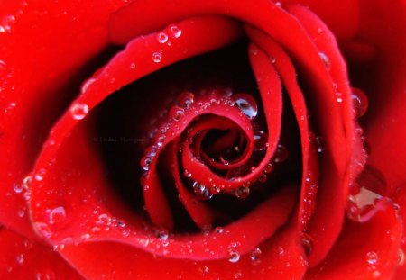 Red Rose with dewdrops - red, flower, rose, dewdrops, nature