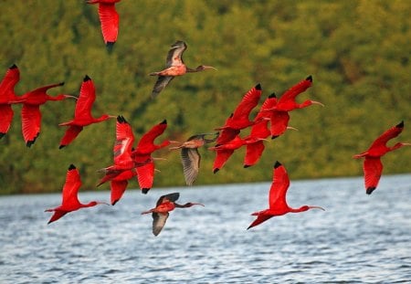 Scarlet - birds, water, red, flying, scarlet