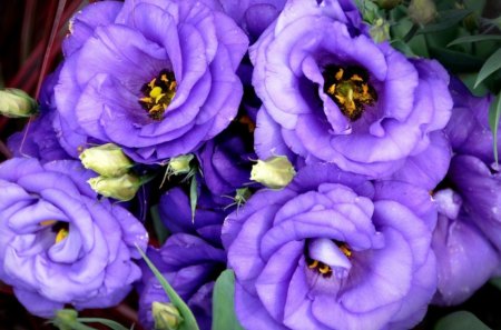 * Sweet purple flowers * - purple, petals, tenderness, sweet, flowers, bouquet