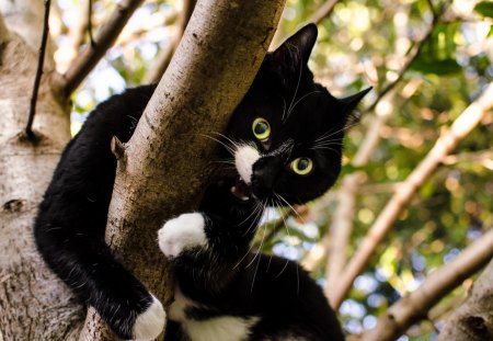 Cat - pretty, cat face, sleepy, paws, kitten, cats, face, sleeping, hat, beautiful, beauty, lovely, sweet, cat, cute, animals, kitty