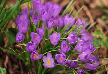 Purple - flowers, spring, purple, amazing