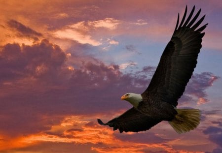 Eagle in the Sky - clouds, sunset, wings, raptor, sun