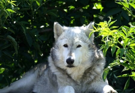 Wolf - animal, nature, wolf, nice